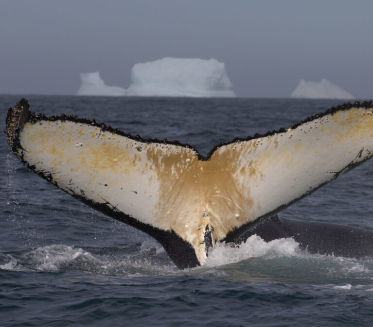 A Humpback Whale fluke