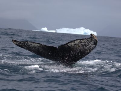 A whale jumping out of the water