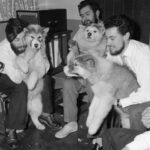 A group of stuffed animals