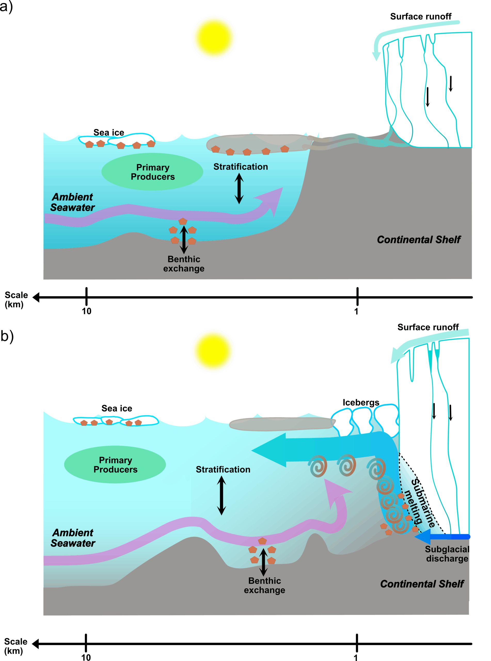 Schematic of how nutrients enter the oceans from glaciers. 