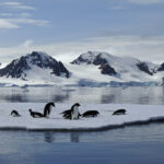 A colony of penguins are standing on floating ice.