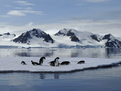 A colony of penguins are standing on floating ice.