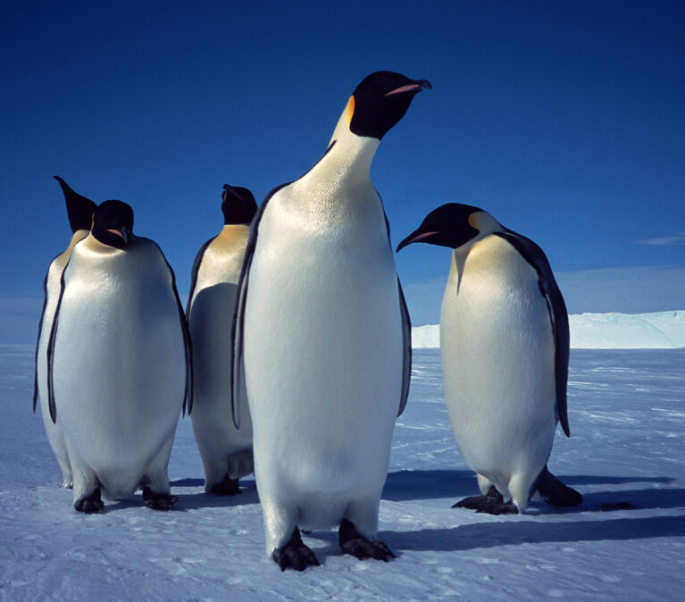 Emperor penguins on the sea ice in front of the Brunt Ice Shelf, Antarctica