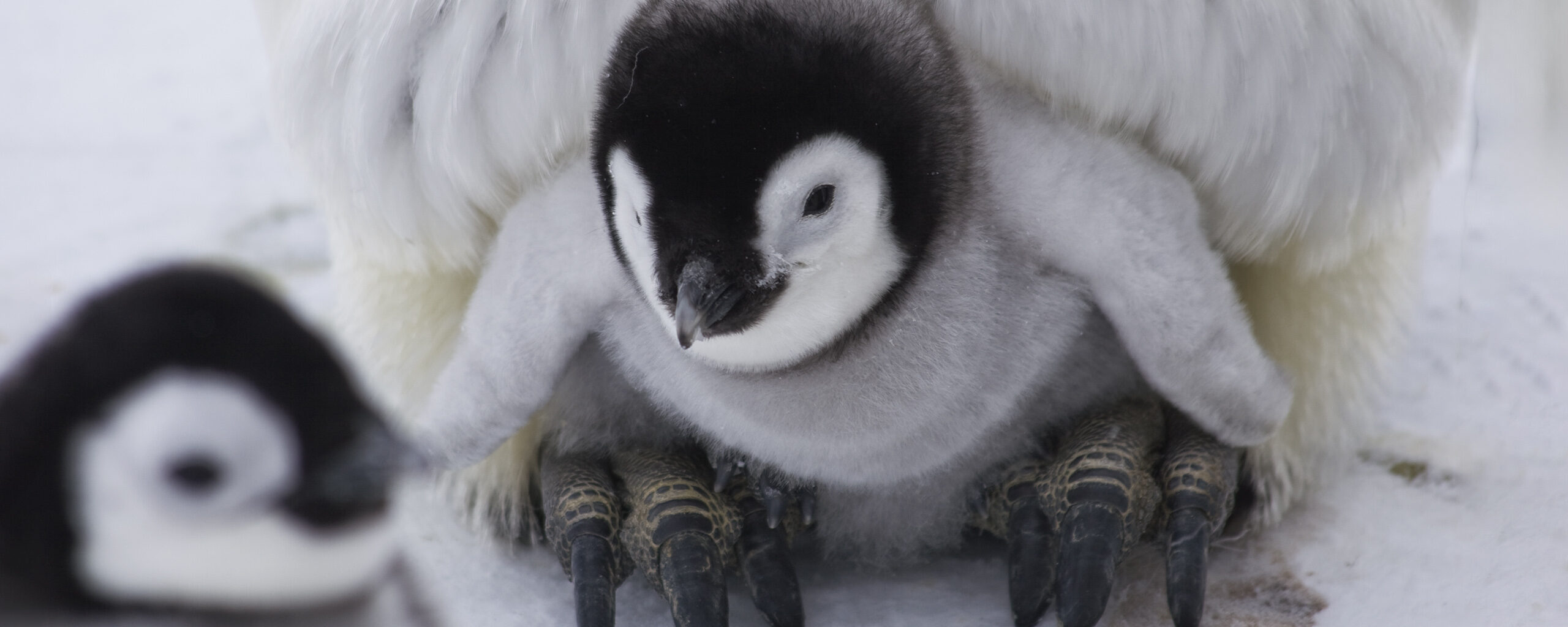 An emperor penguin chick huddling for warmth