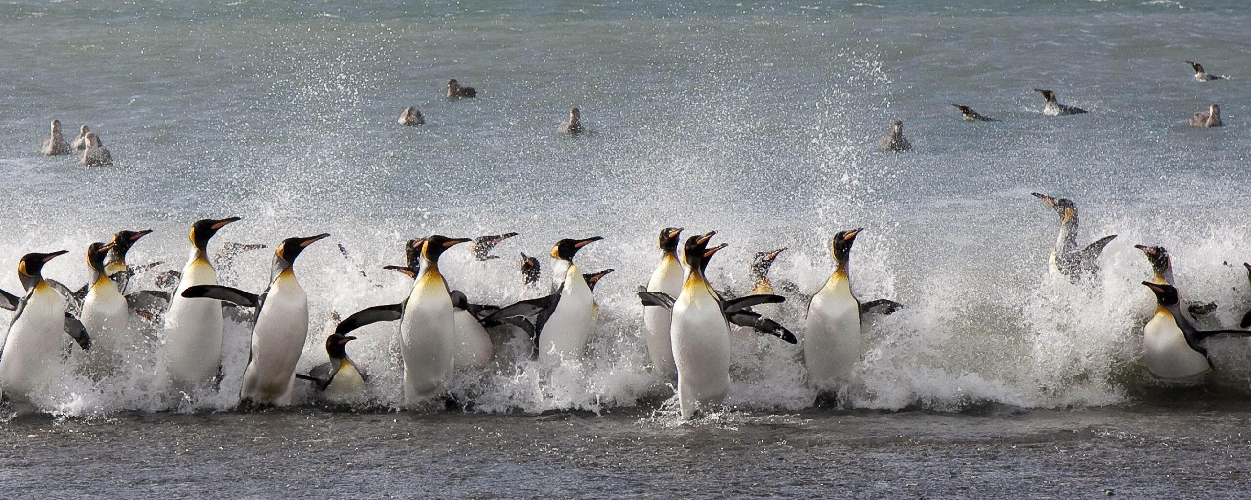 King penguins thrashing in shallow water