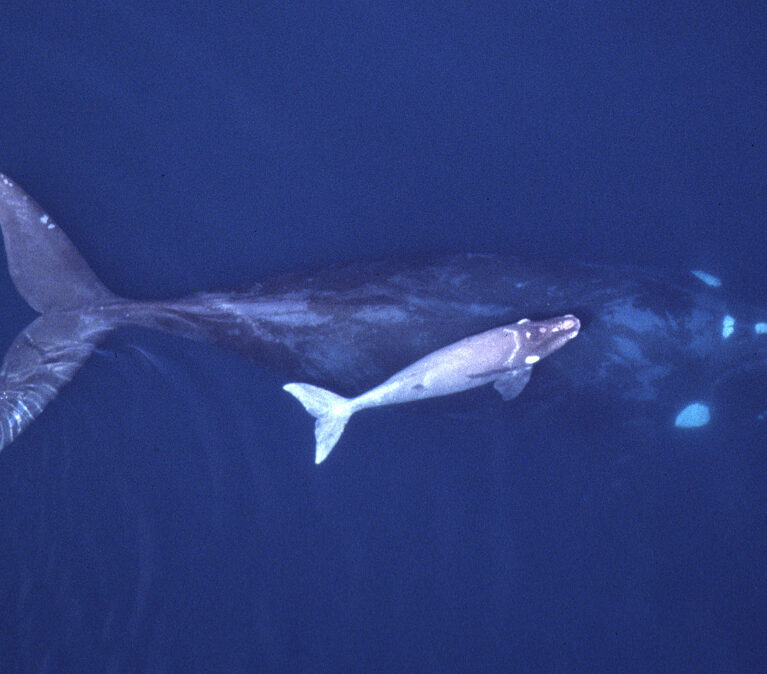 A southern right whale and a calf photographed from above