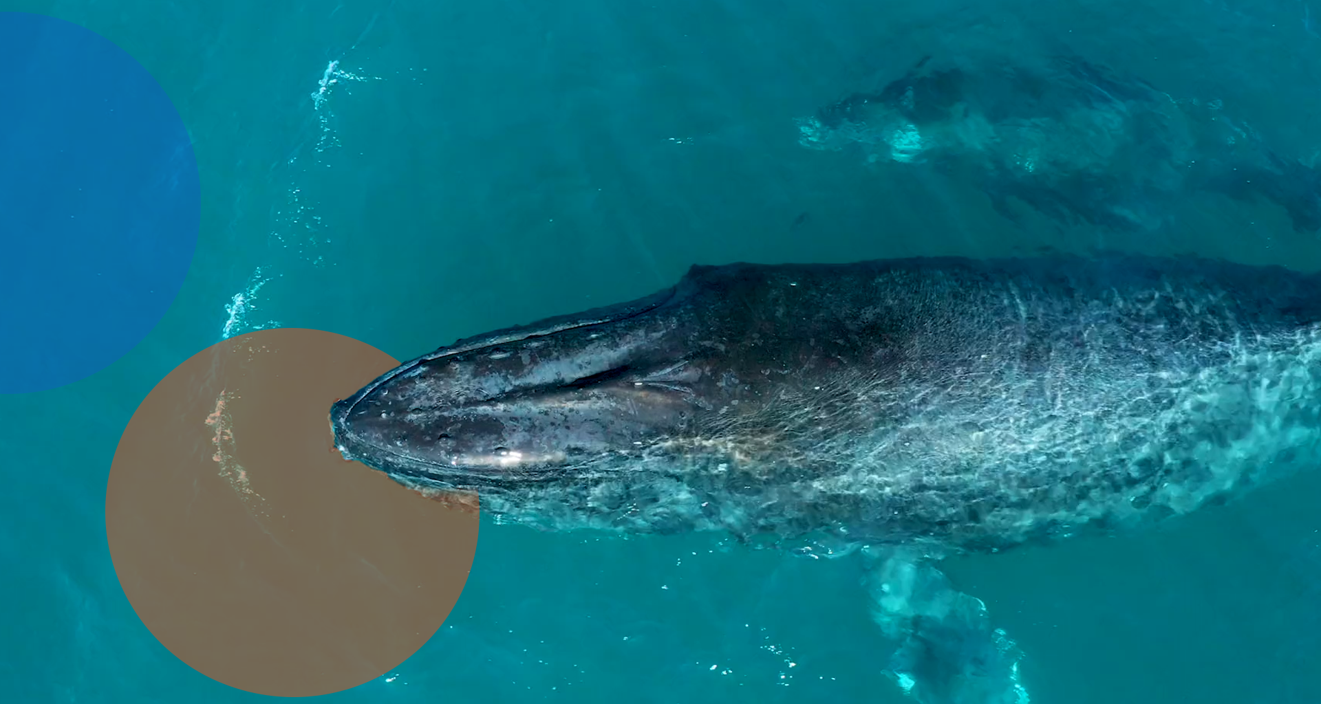 A fish swimming under water