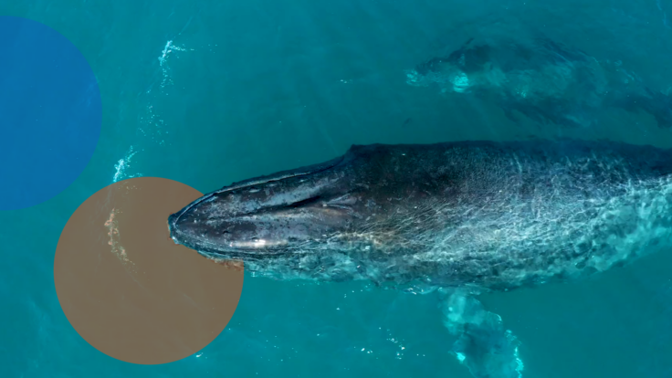 A fish swimming under water