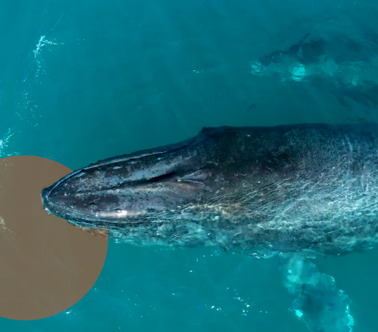 A fish swimming under water