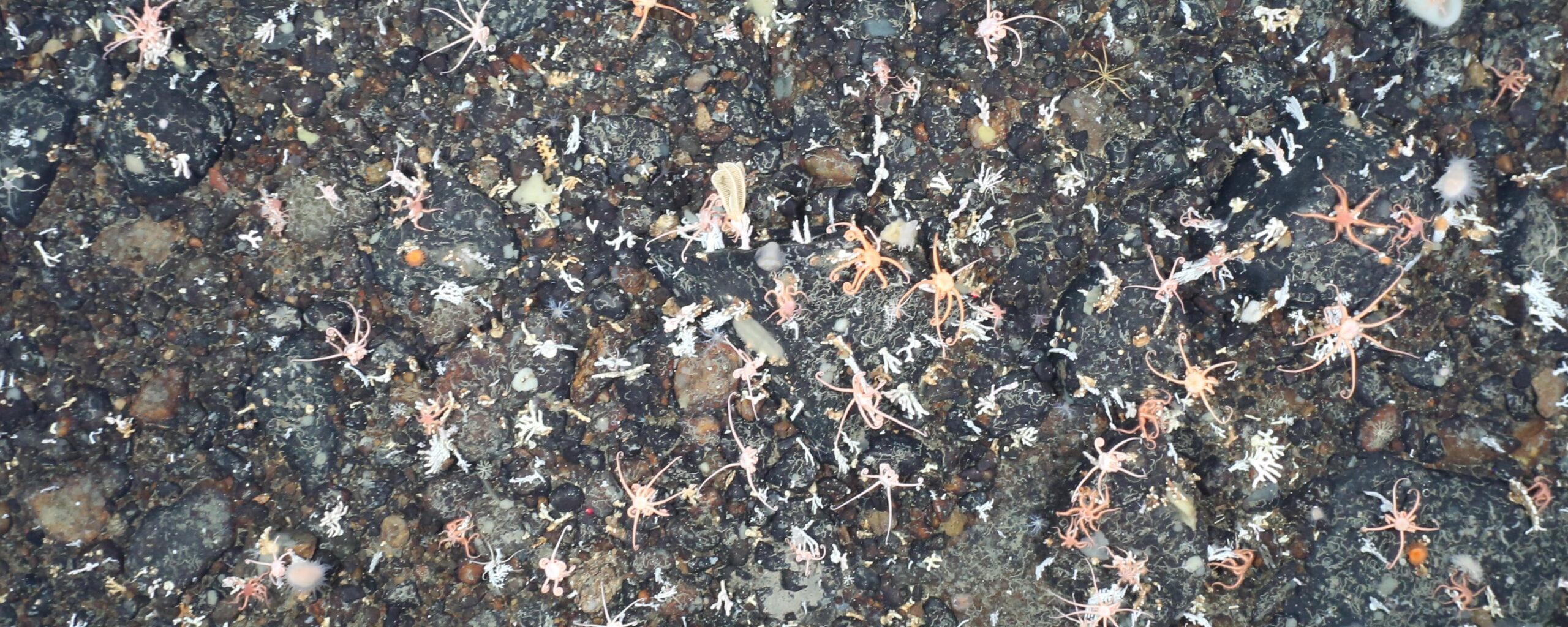 A close up of a large crowd