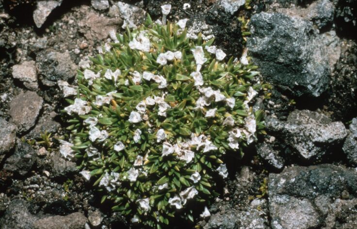 A close up of a flower garden