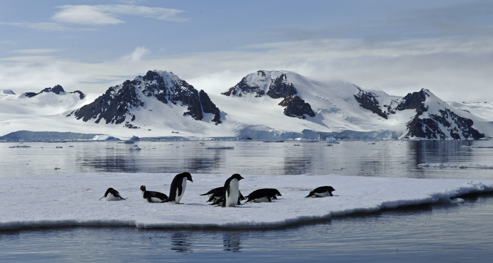 Adelie Penguins on a sheet of sea ice in Ryder Bay near Rothera Research Station.