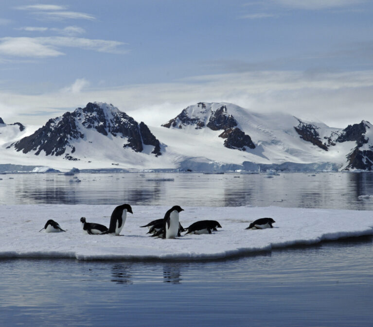Adelie Penguins on a sheet of sea ice in Ryder Bay near Rothera Research Station.