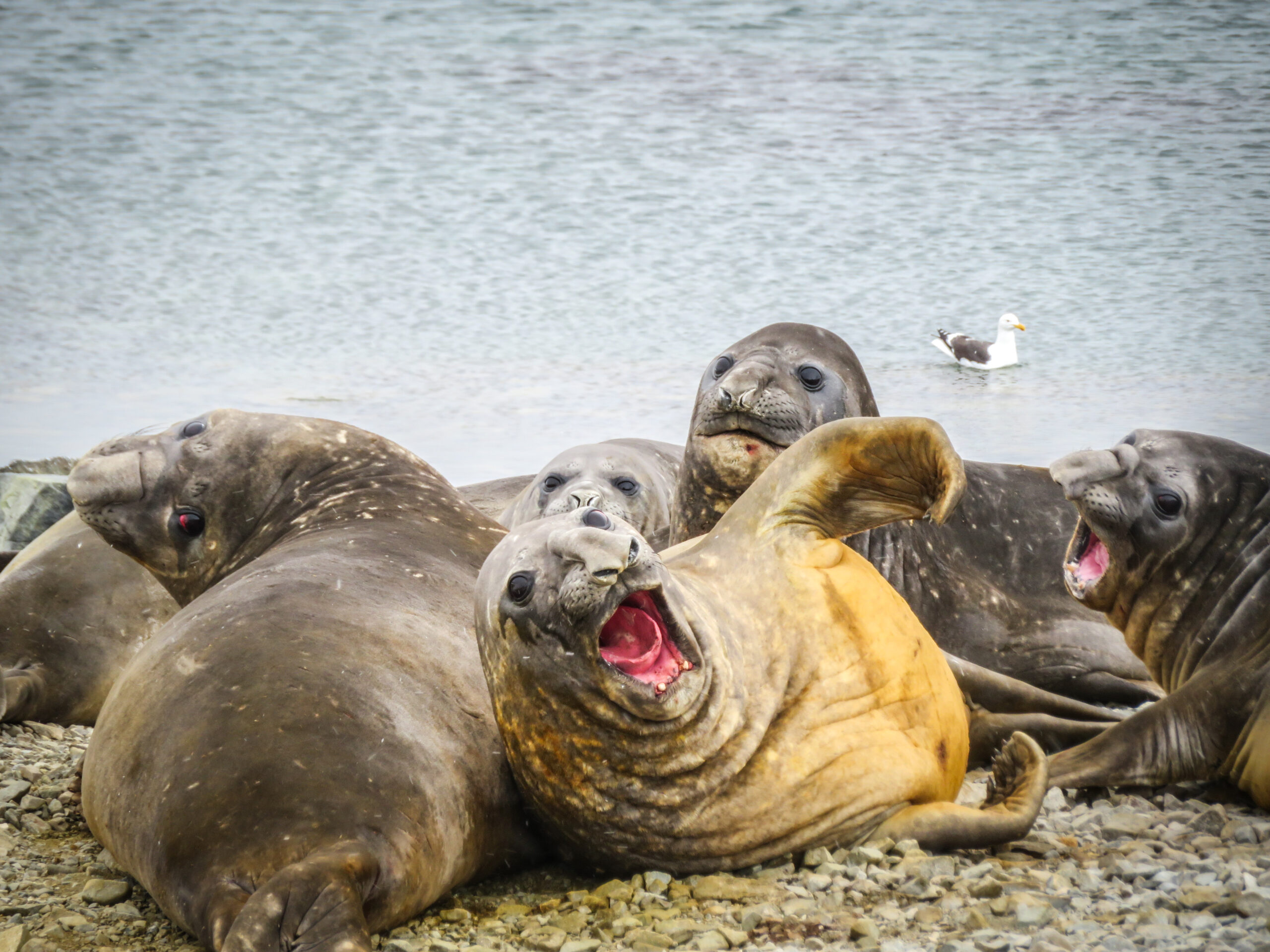 A group of elephant seals on the shore in the foreground and the sea in the background