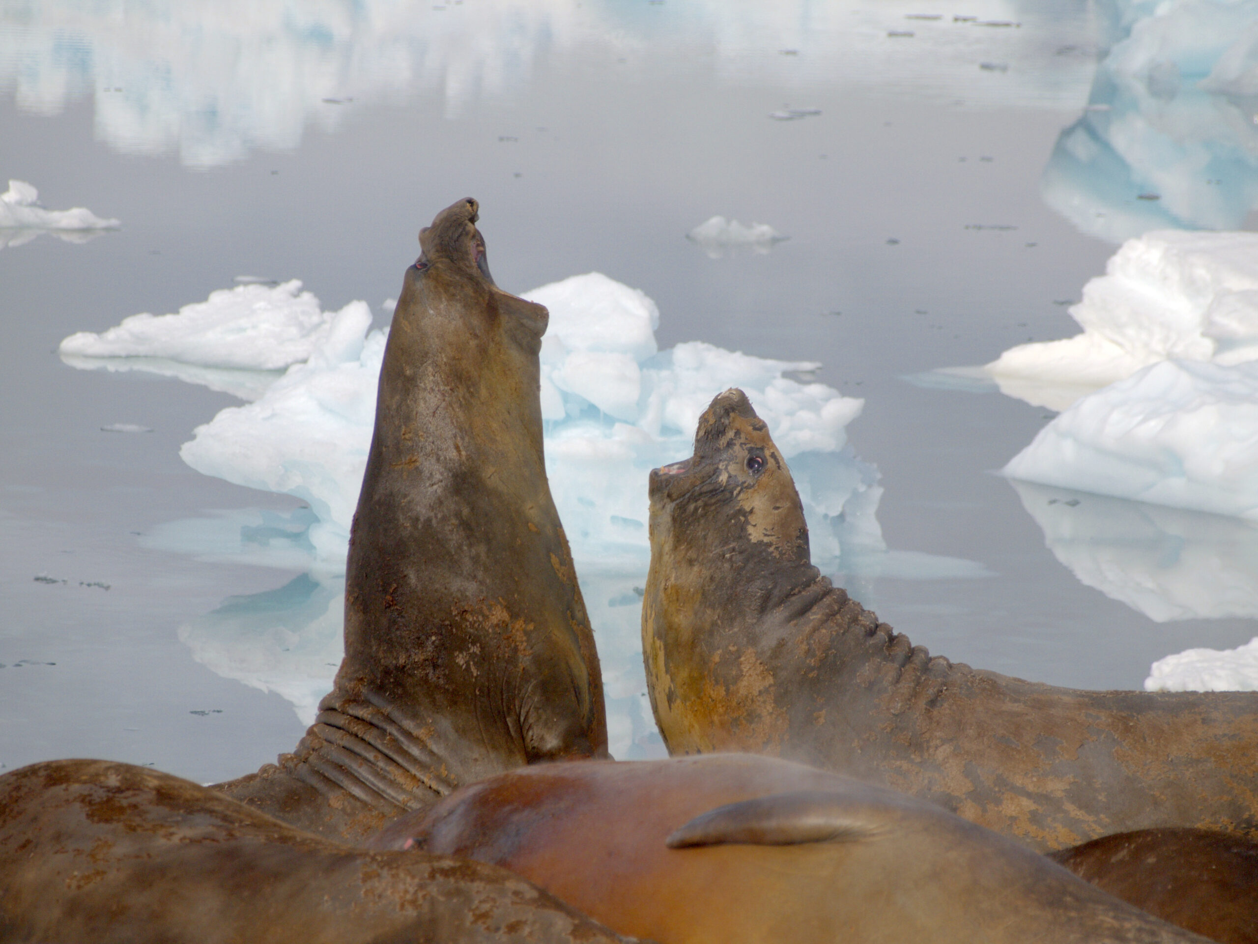 A male and female elephant seal in the foreground and sea and ice in the background