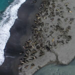 Drone shot of elephant seals from above