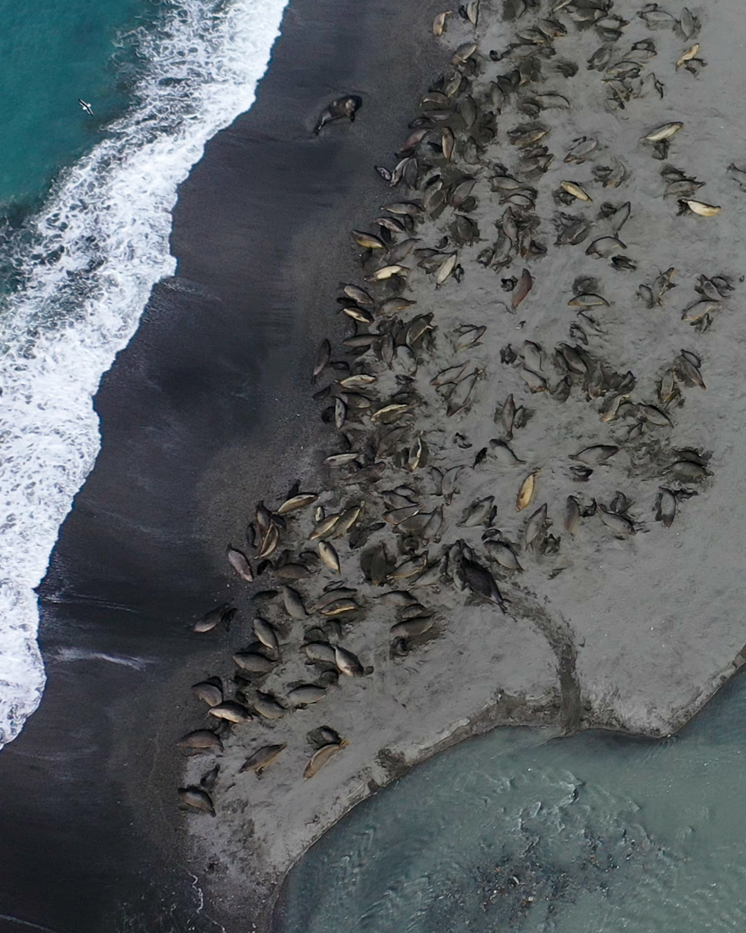 Drone shot of elephant seals from above