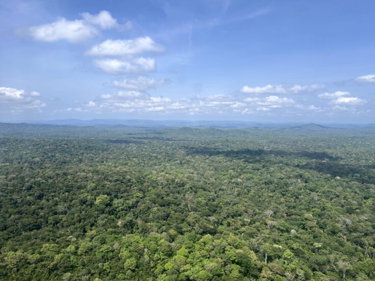 An aerial view of the Amazon rainforest