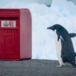 A penguin standing in front of a blue wall
