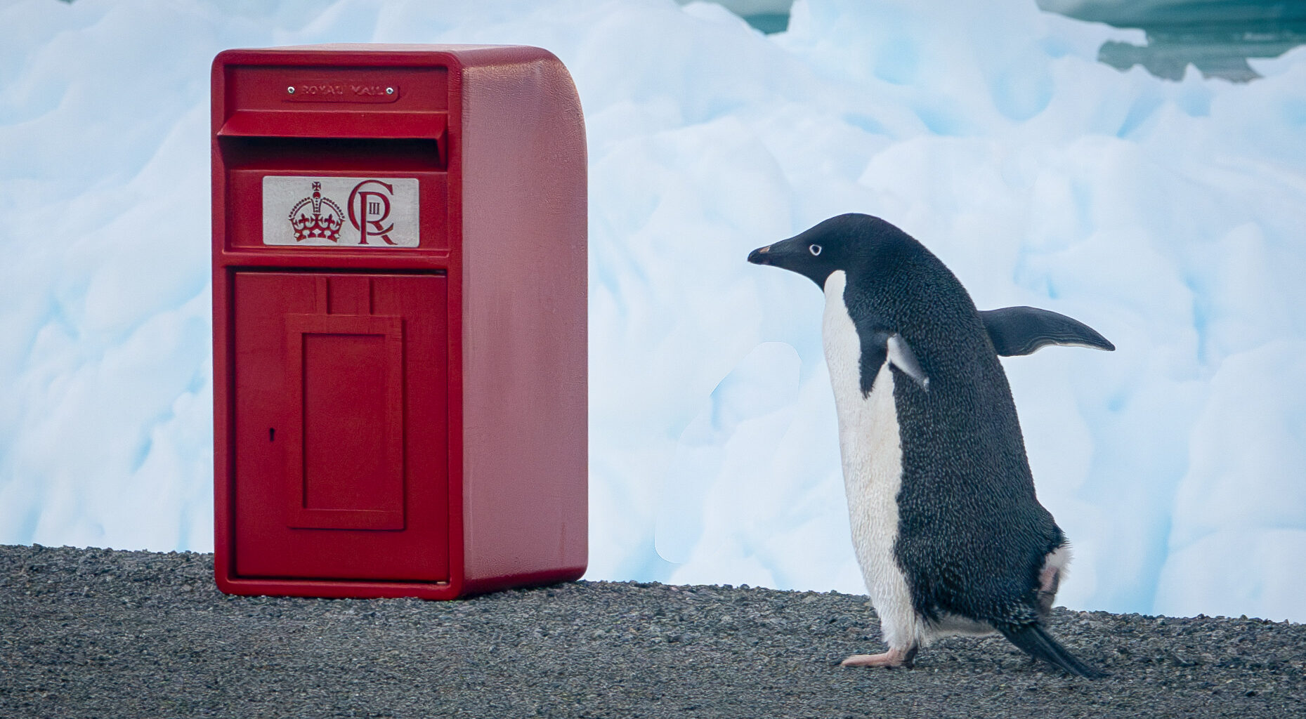A penguin standing in front of a blue wall