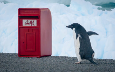 A penguin standing in front of a blue wall