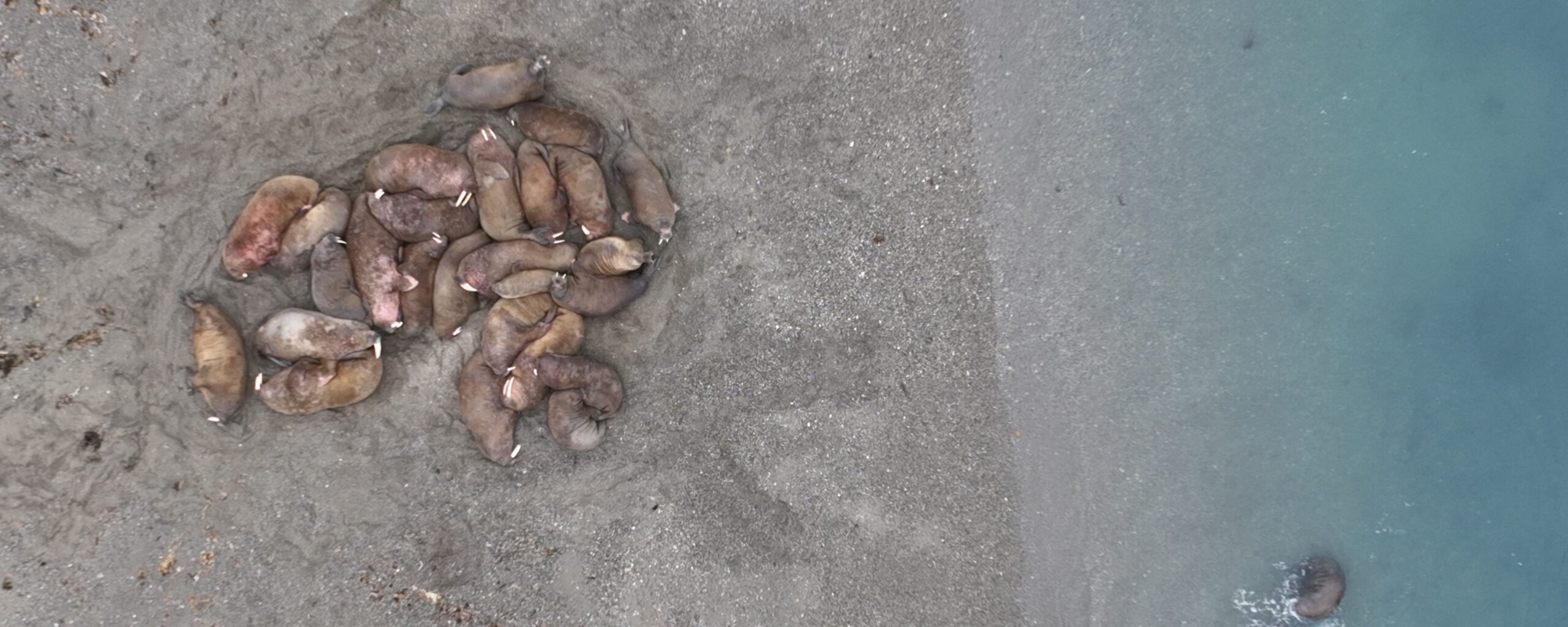 A haul out of walruses captured via satellite.