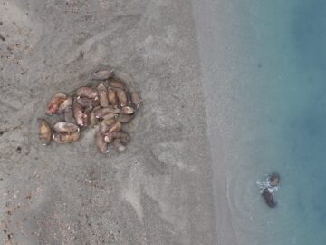 A haul out of walruses captured via satellite.
