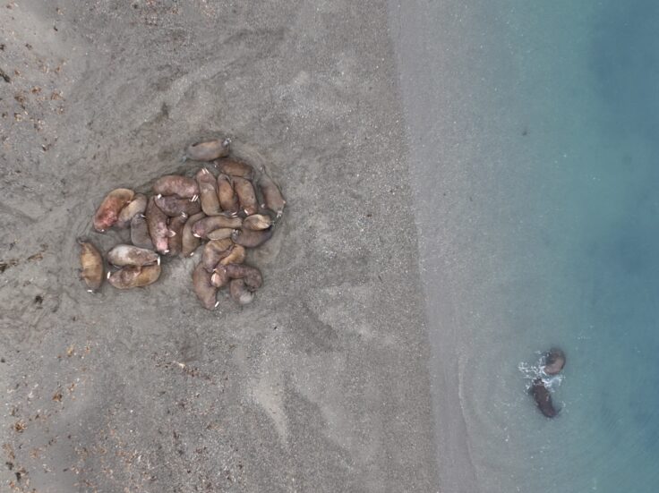 A haul out of walruses captured via satellite.