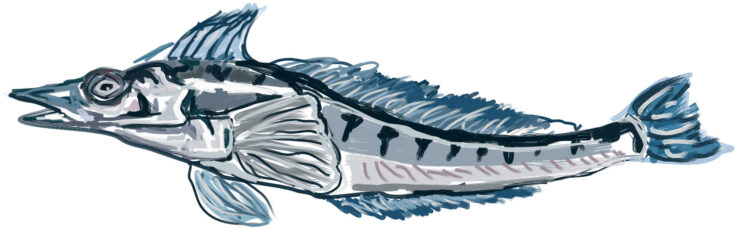 A drawing of a mackerel icefish