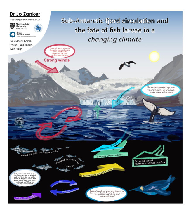 Schematic of sub-Antarctic fjord circulation and the fate of fish larvae in a changing climate