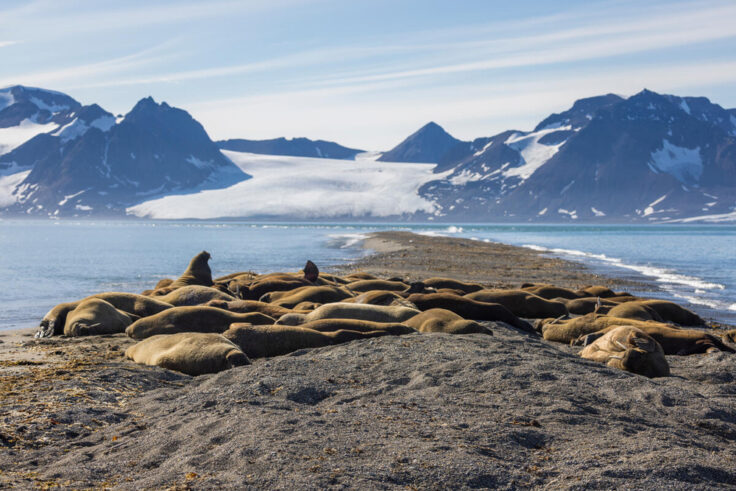 A haul-out of Atlantic walrus rest on a spit.