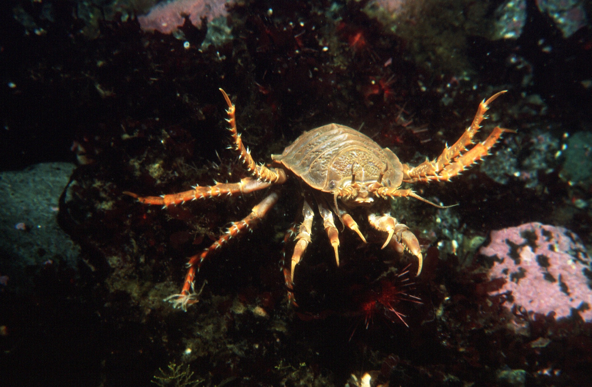 A crab in the ocean