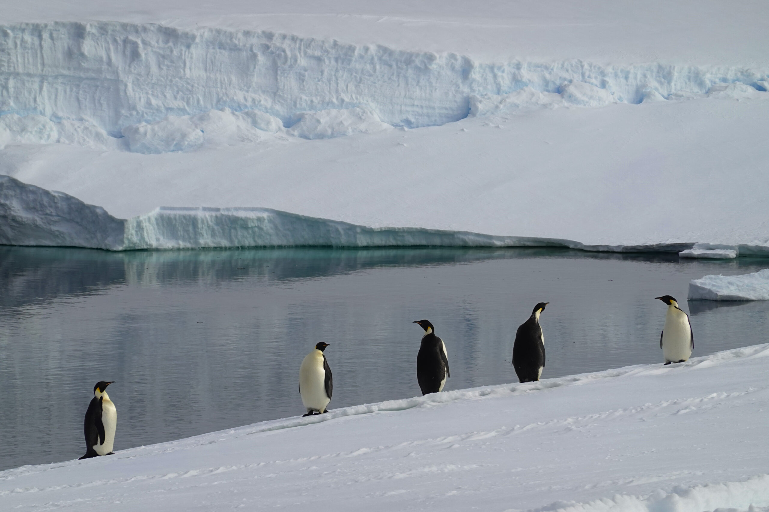 a group of penguins in the snow