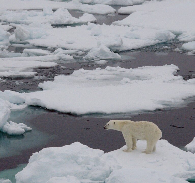 A polar bear standing on top of a snow covered field