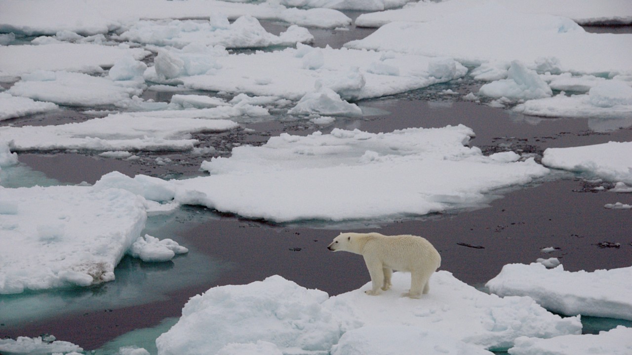 A polar bear standing on top of a snow covered field
