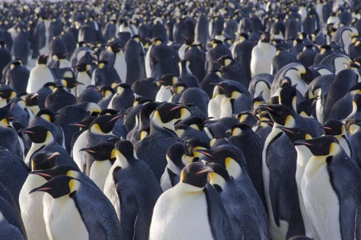 A penguin standing in front of a crowd