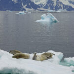 Iceberg in a large body of water