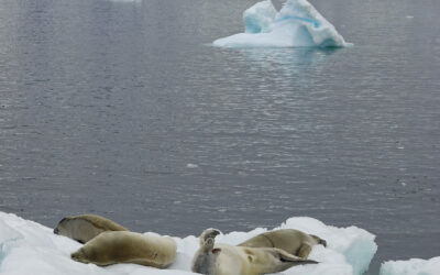 Iceberg in a large body of water