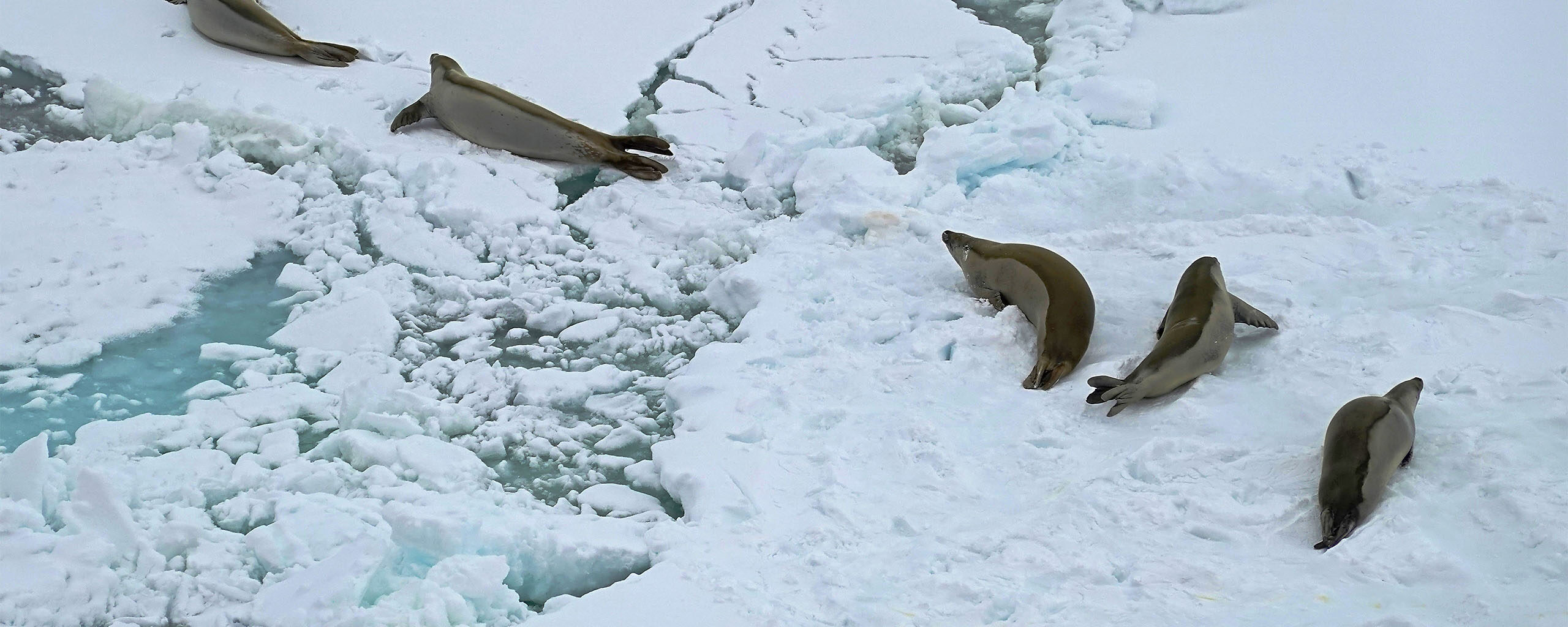 Seals on sea ice