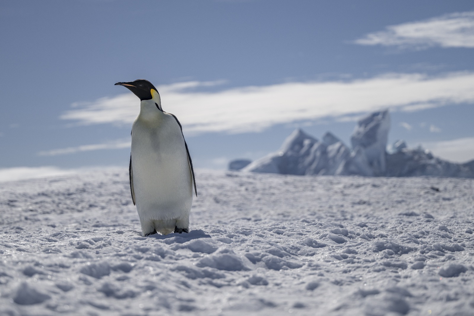 A penguin in the snow