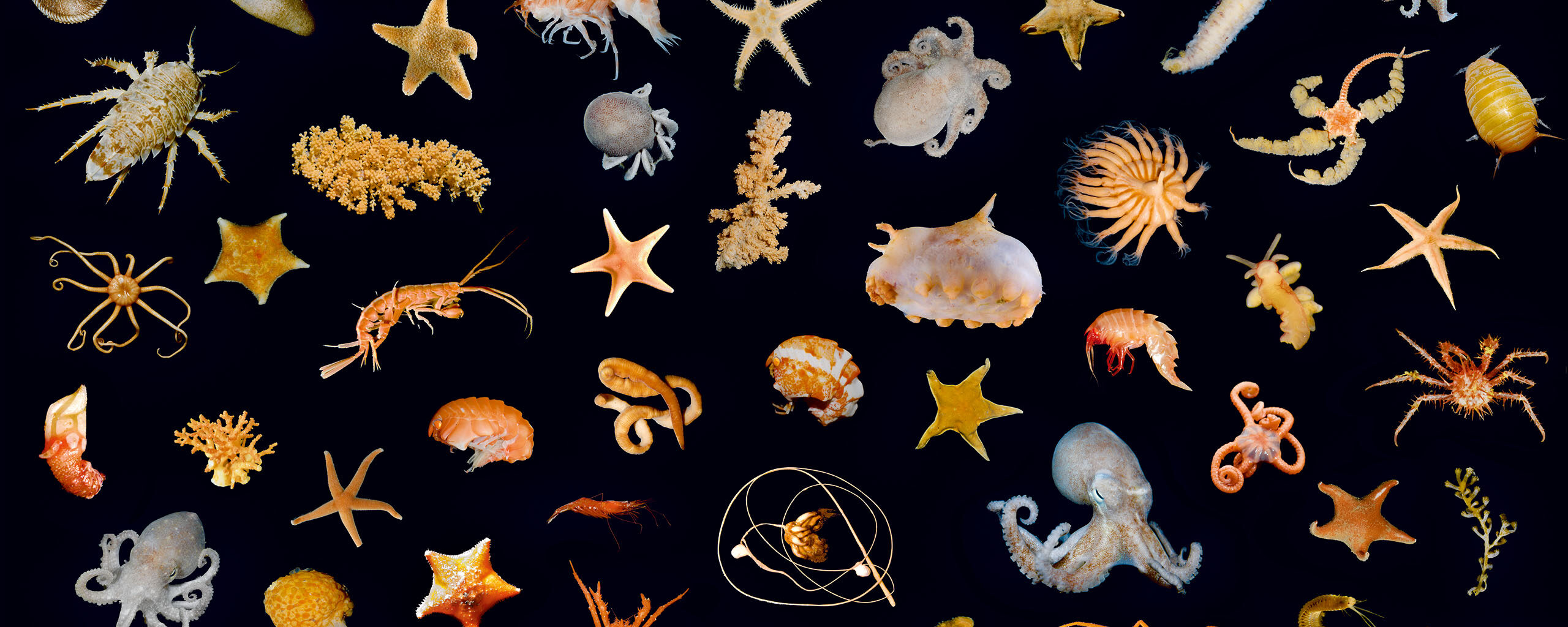 Benthic animals