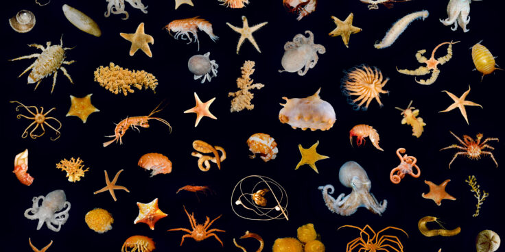 Benthic animals