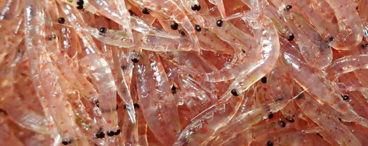 Antarctic krill