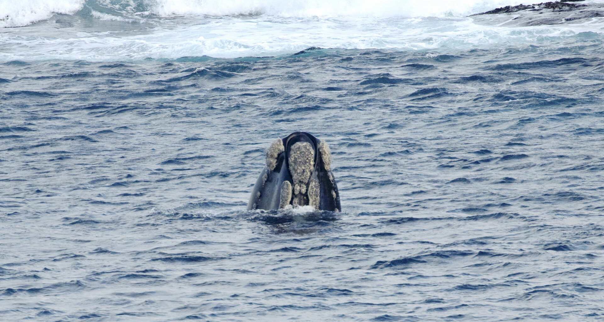 A whale in the water