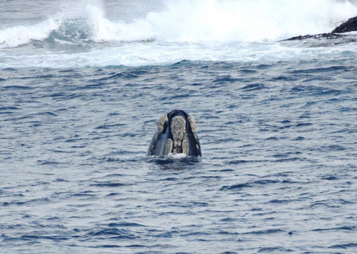 A whale in the water