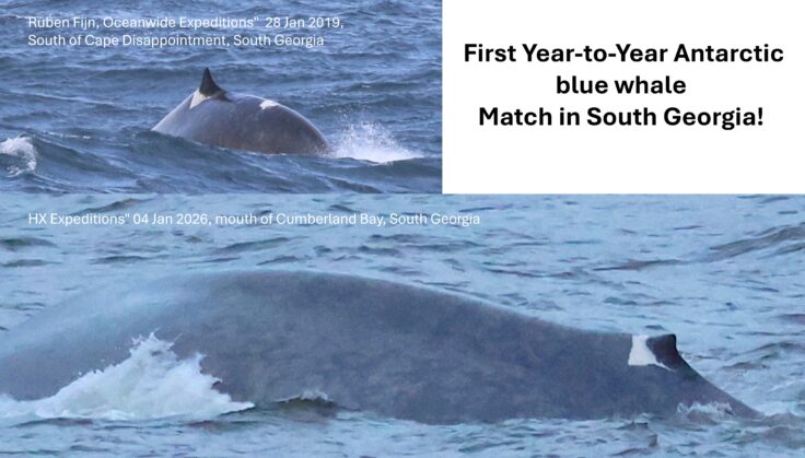 Blue whales swimming in the water