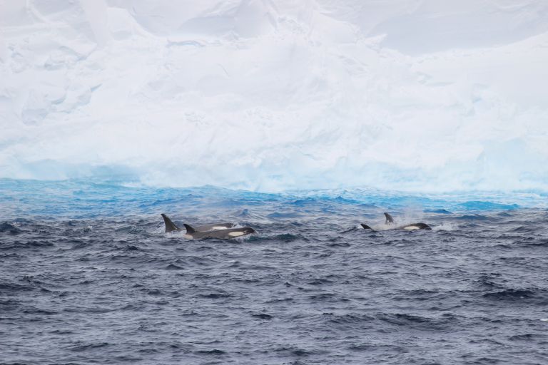 Pod of orca swimming alongside A23a giant iceberg