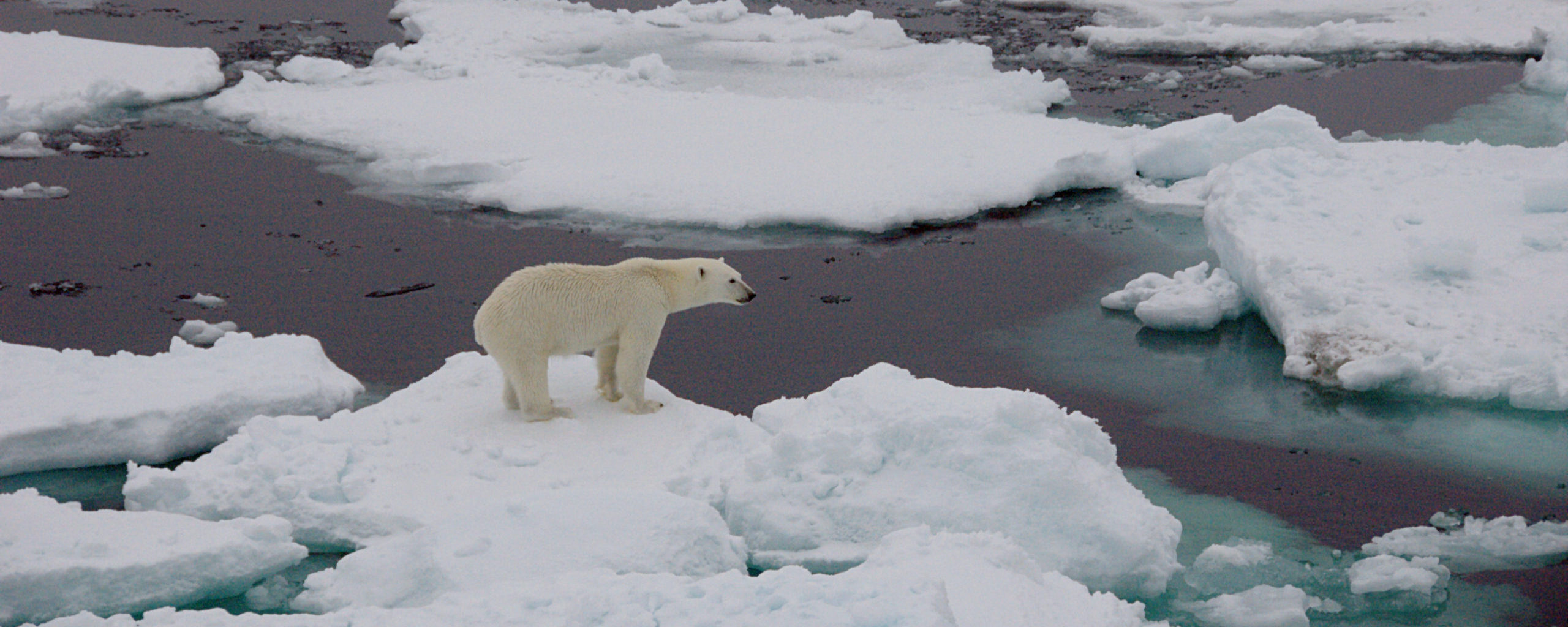 A polar bear walking across a snow covered field