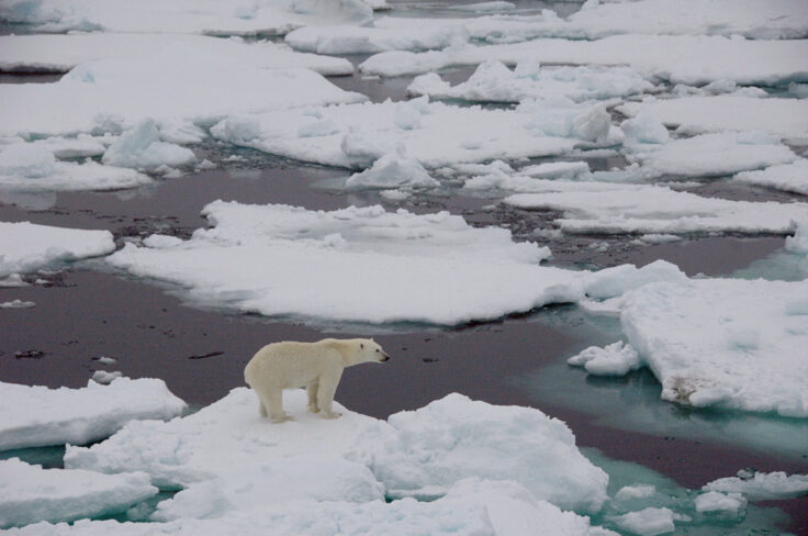 A polar bear walking across a snow covered field