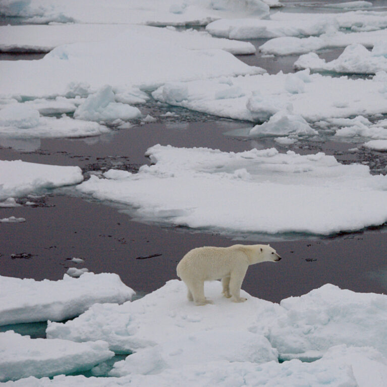 A polar bear walking across a snow covered field